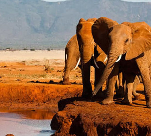 3-Day Heart of Tsavo Safari