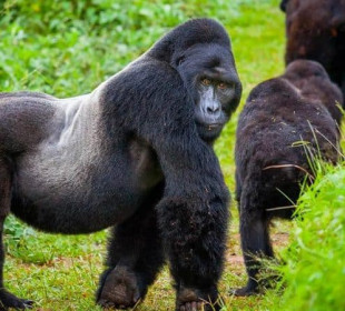 3-Day Uganda Gorilla Trekking Safari from Rwanda