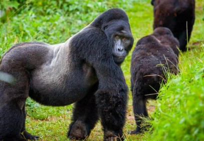 3-Day Uganda Gorilla Trekking Safari from Rwanda