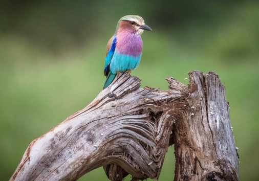 Africa Birds