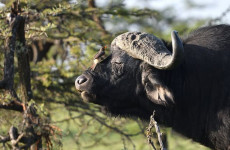 6-Day Safari Through Kenya’s Gems