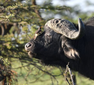 6-Day Safari Through Kenya’s Gems