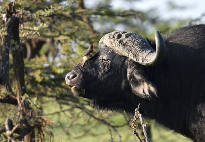 6-Day Safari Through Kenya’s Gems