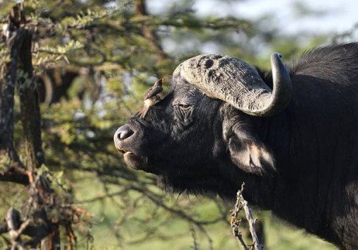 African Buffalo 