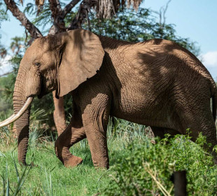 3-Day Unforgettable Amboseli Safari Experience
