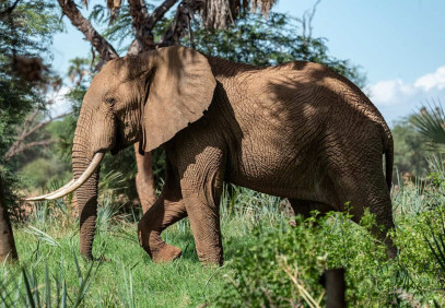 3-Day Unforgettable Amboseli Safari Experience