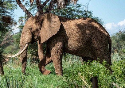 3-Day Unforgettable Amboseli Safari Experience
