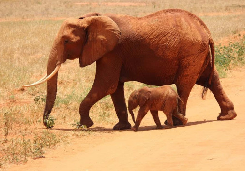 Elephant Cub Tsavo Kenya 