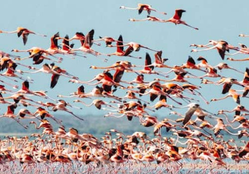 Flamingos On The Shore