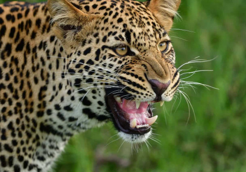 Leopard
