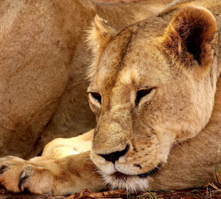 3-Day Exploring Amboseli & Tsavo West National Parks