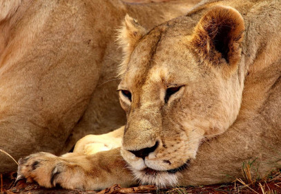 3-Day Exploring Amboseli & Tsavo West National Parks