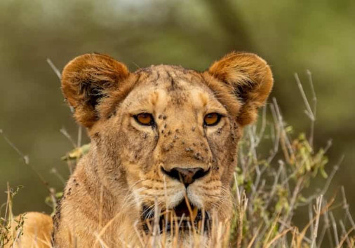 Lioness Lying Down
