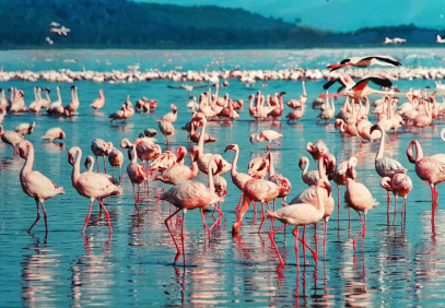 4-Days Kenya’s Birds & Beasts Safari Adventure