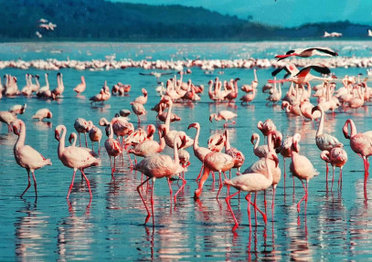 4-Days Kenya’s Birds & Beasts Safari Adventure
