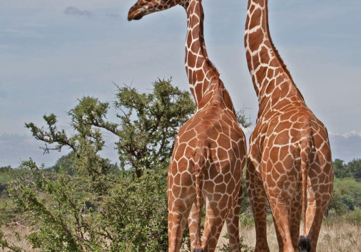 Reticulated Giraffe Samburu