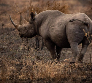 3-Day Lewa Conservancy Safari: Kenya’s Untamed Wilderness