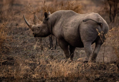 3-Day Lewa Conservancy Safari: Kenya’s Untamed Wilderness