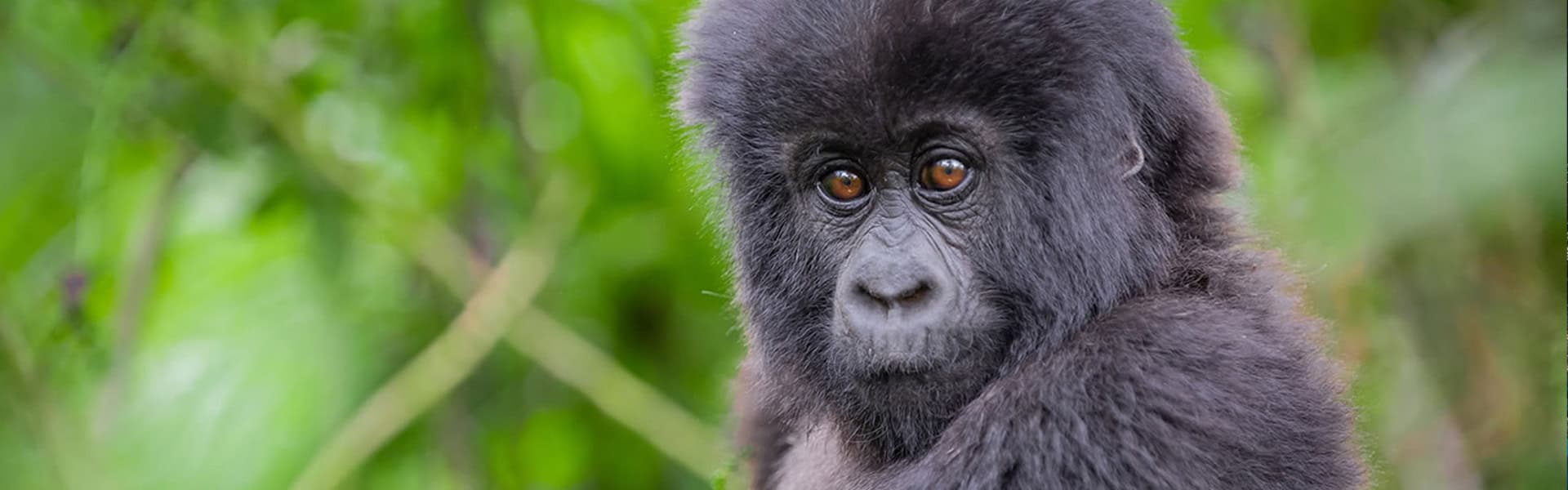 Gorilla Page Safaris
