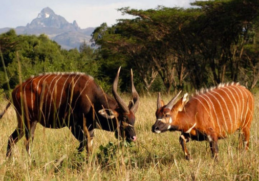 Samburu National Reserve