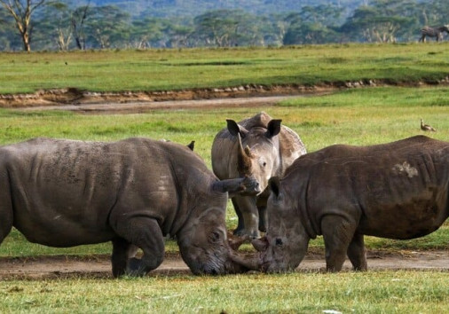 Two Rhinoceros Are Fighting With Each Other