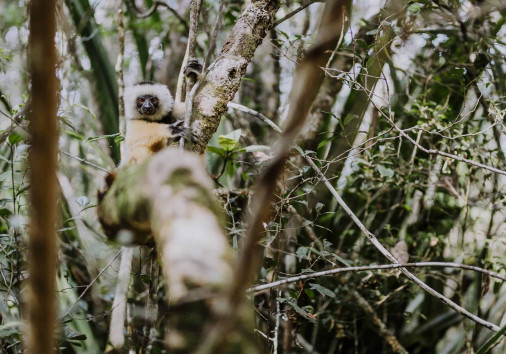 Analamazaotra Nationalpark (12)