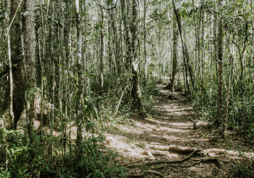Analamazaotra Nationalpark (7)