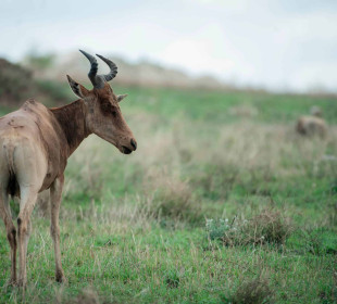 10-Day Luxury Safari: Tarangire, Serengeti, Ngorongoro & Zanzibar