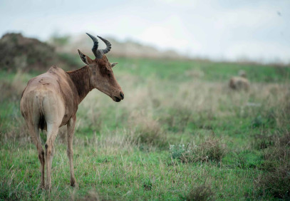10-Day Luxury Safari: Tarangire, Serengeti, Ngorongoro & Zanzibar