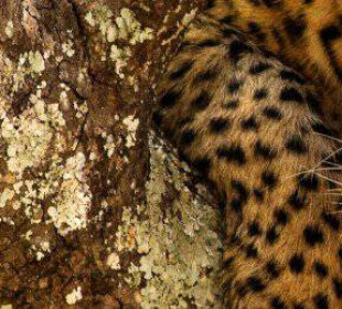 4-Day Ngorongoro Safari & Meserani Snake Park