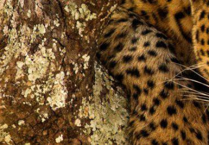4-Day Ngorongoro Safari & Meserani Snake Park