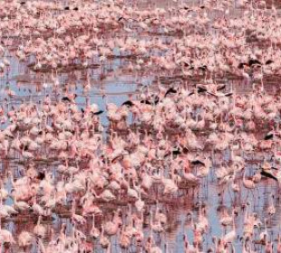 8-Day Northern Tanzania and Lake Natron Trip