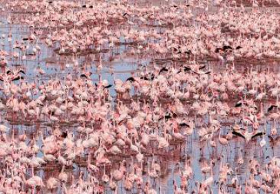 9-Day Serengeti Migration Camp