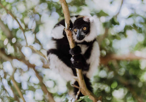 Lemuren Und Das Reservat Von Palmarium (13)