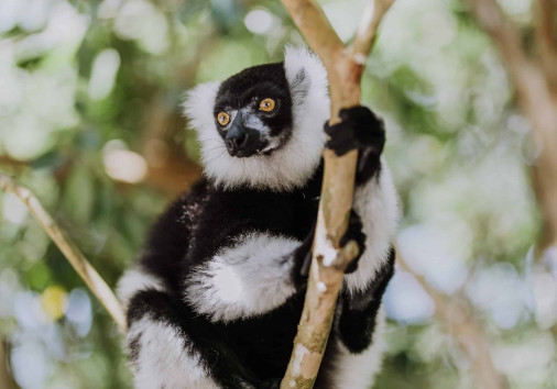 Lemuren Und Das Reservat Von Palmarium (14)