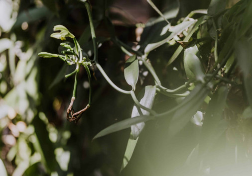 Lemuren Und Das Reservat Von Palmarium (24)