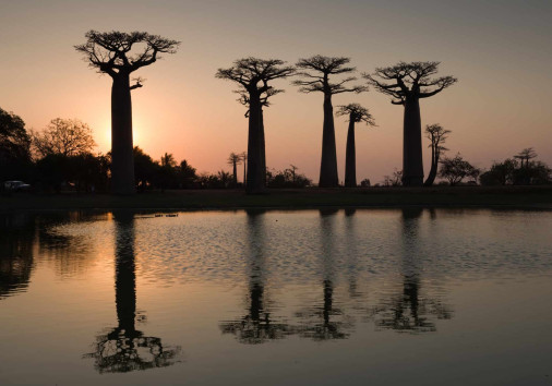 Allée Des Baobabs
