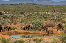 5-Day Luxury Big Five and Beach Safari Near Cape Town