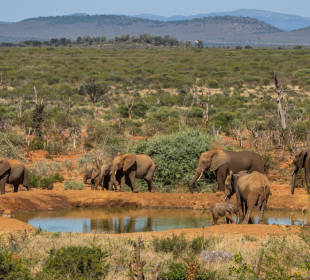 5-Day Luxury Big Five and Beach Safari Near Cape Town