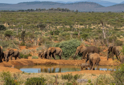 5-Day Luxury Big Five and Beach Safari Near Cape Town