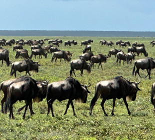 3-Day Explore Ndutu the Great Migration (Calving Season)