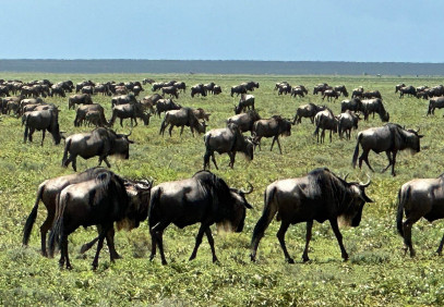 3-Day Explore Ndutu the Great Migration (Calving Season)