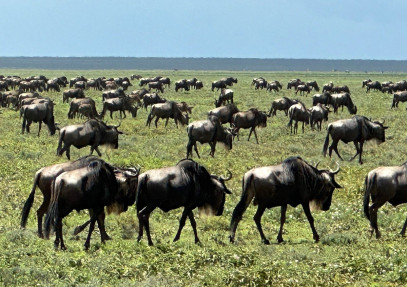 3-Day Explore Ndutu the Great Migration (Calving Season)