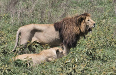 3-Day Serengeti & Ngorongoro Wildebeest Calving Safari