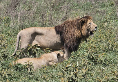 3-Day Serengeti & Ngorongoro Wildebeest Calving Safari