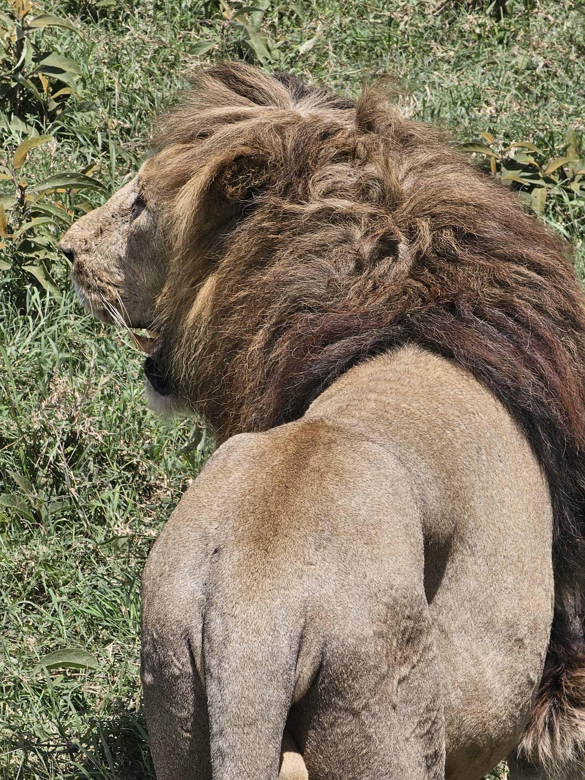 3-Day Tanzania Serengeti & Ngorongoro Crater Safari