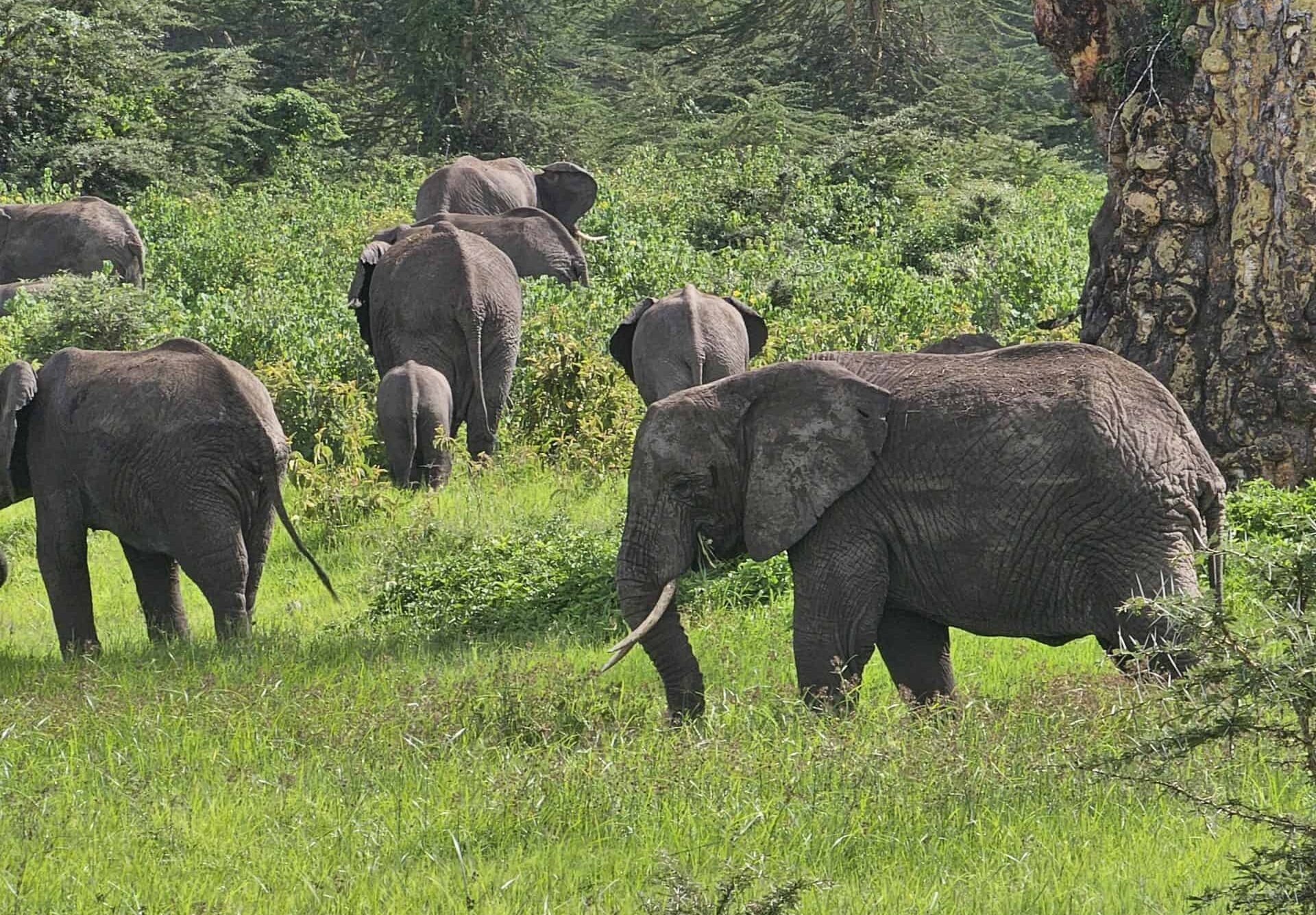 2-Day Tanzania Tarangire & Ngorongoro Crater Safari