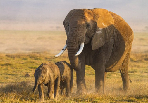 A Mother Elephant And Her Twin Calfs
