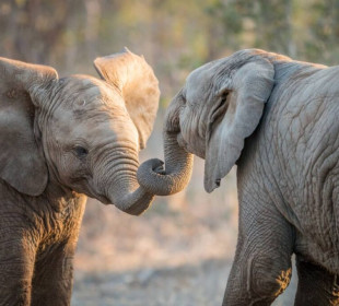 15-Day Ultimate Legends of the Wild Kenya Tanzania Safari