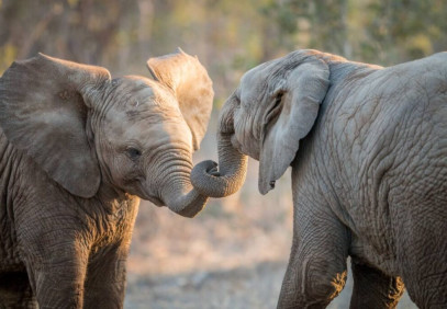 15-Day Ultimate Legends of the Wild Kenya Tanzania Safari